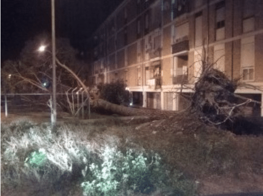 albero-rione
