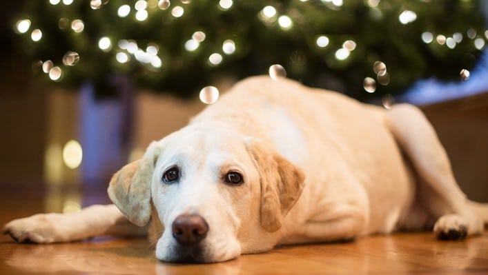 Cani e botti di Capodanno: un’accoppiata non proprio affiatata
