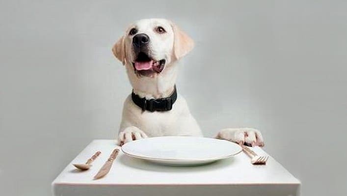19 alimenti da dare al tuo cane…e cosa evitare