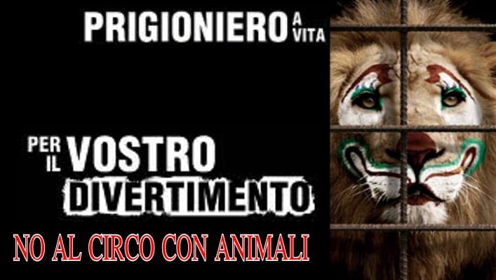 Il Circo degli umani fa ridere, quello con gli animali NO !
