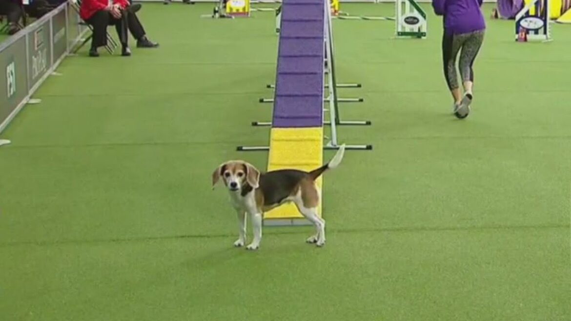 Durante l’agility, la Beagle si distrae e il pubblico impazzisce per lei