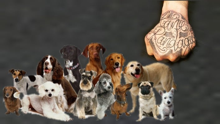 Il mio amico cane…randagio