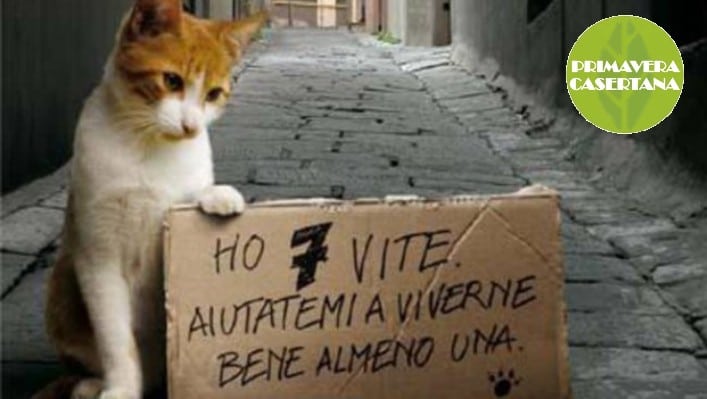 Primavera Casertana tramite Adriana Giusti la proposta di regolamento a tutela degli animali randagi