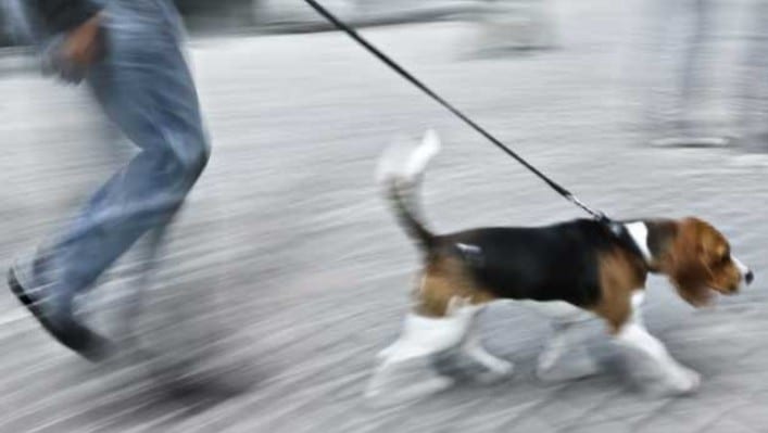 MALTRATTAMENTI A CANI DENUNCIATO MADDALONESE