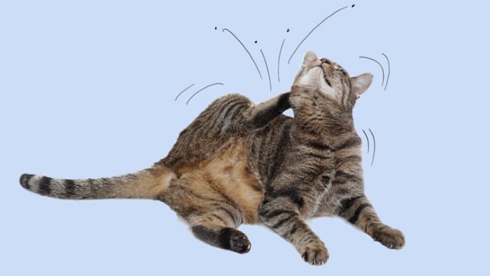 Gatti e profilassi antiparassitarie
