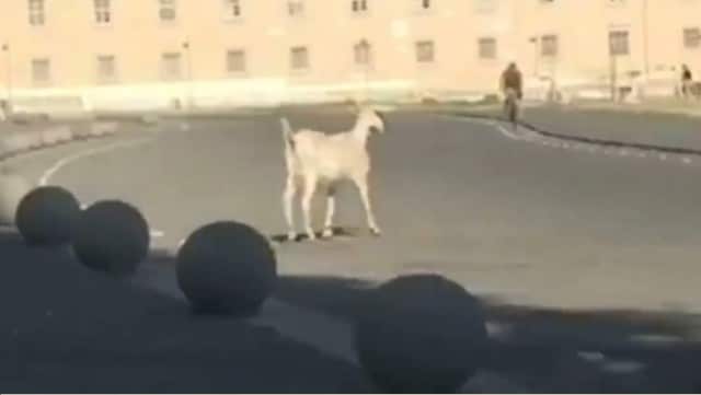 Capra in cerca di ‘cultura’ e di risorse nel luogo simbolo: la Reggia di Caserta