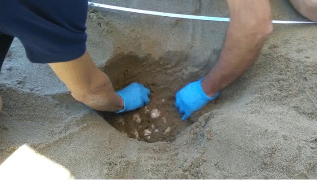 Sulle spiagge di Eboli, nido di 75 uova di Caretta caretta
