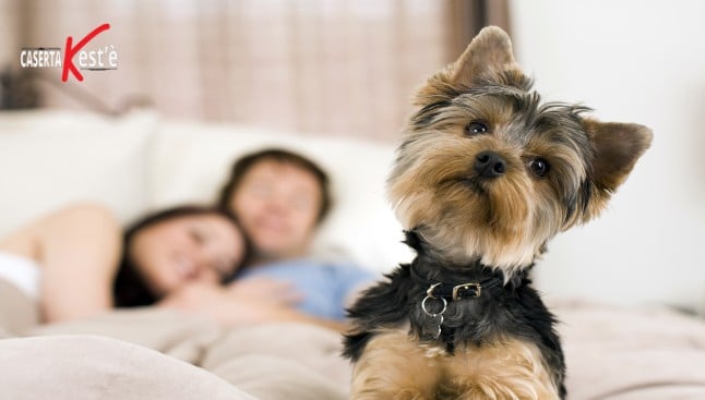 Con il cane, riposi meglio e in maggiore sicurezza