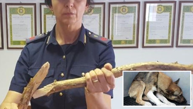 Prende a bastonate un pastore tedesco, denunciato