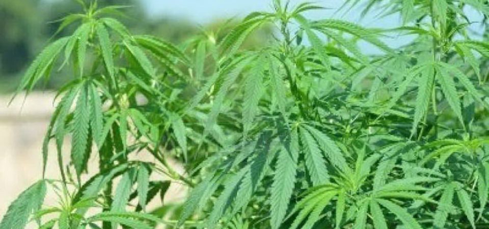 Sequestrata Piantagione di Marijuana nel Casertano: due denunciati