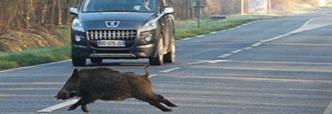 Cinghiale investito scappa, Auto distrutta, conducente illeso