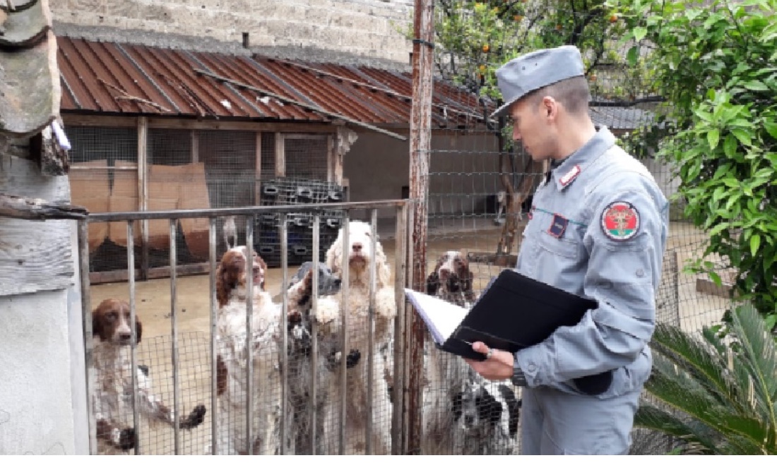 Allevamento lager sequestrato nel Casertano: salvati 38 cani