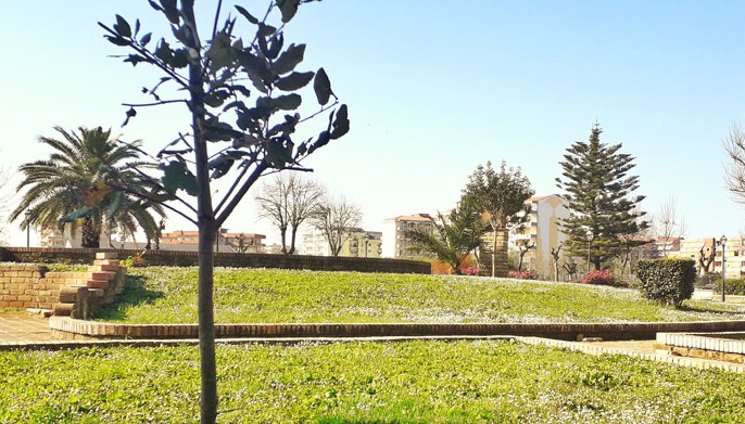 A CASERTA SI ABBATTONO GLI ALBERI A S.MARIA SI PIANTUMANO