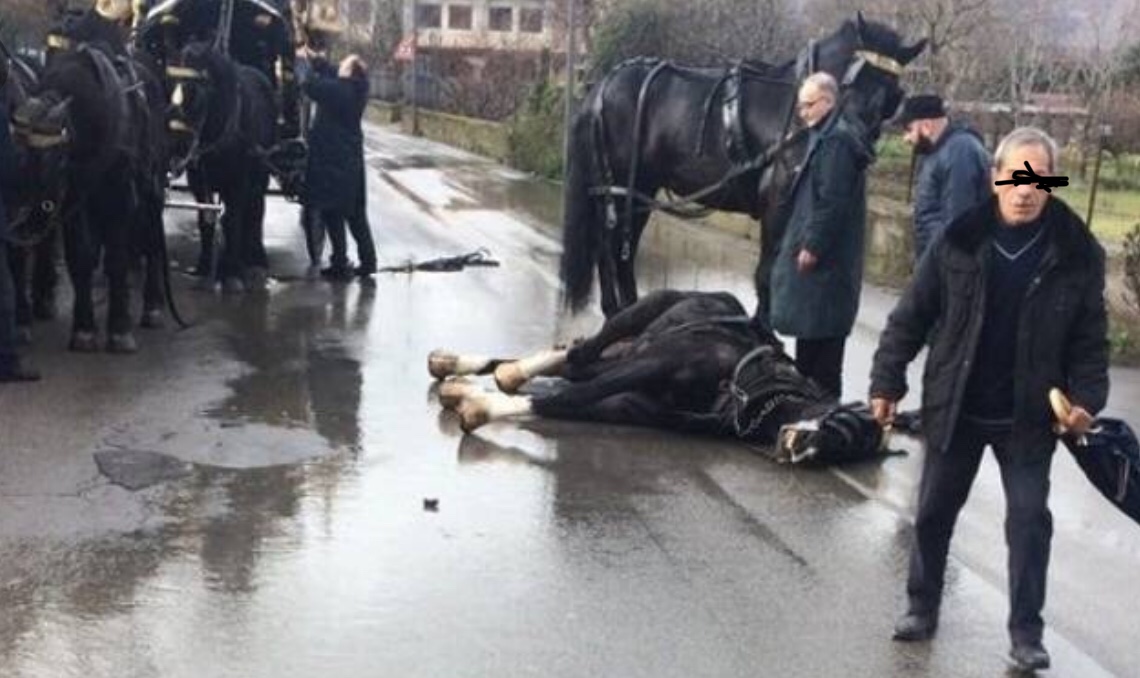 Cavalli maltrattati per i funerali, l’Aidaa Campania denuncia otto pompe funebri