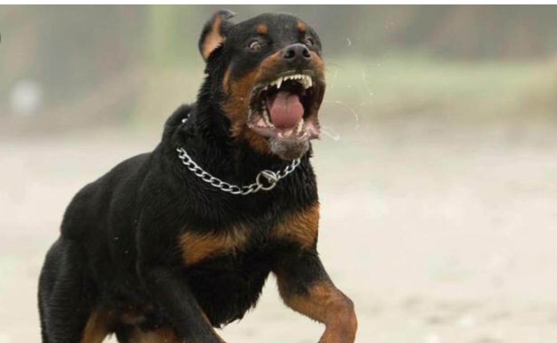 Bimba di tre anni azzannata  da un rottweiler, ricoverata in gravi condizioni