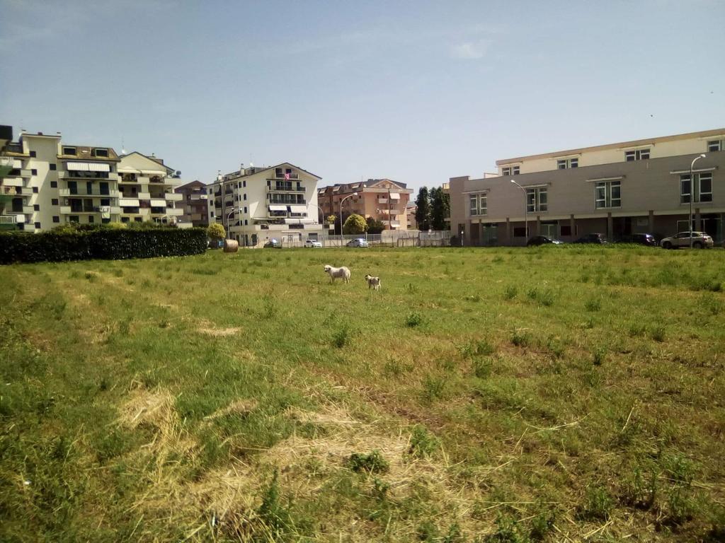 Cani e gatti abbandonati, ecco che cosa fare