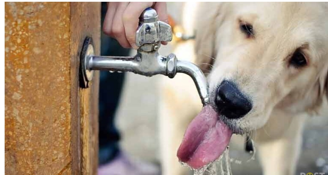 Niente acqua per i cani, sindaco vieta l’uso di fontanine