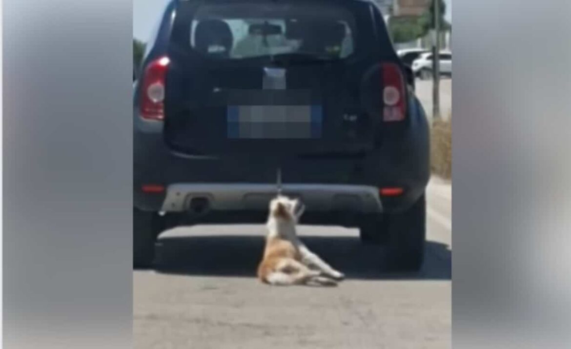 Cane legato alla macchina e trascinato sullʼasfalto: denunciato un medico