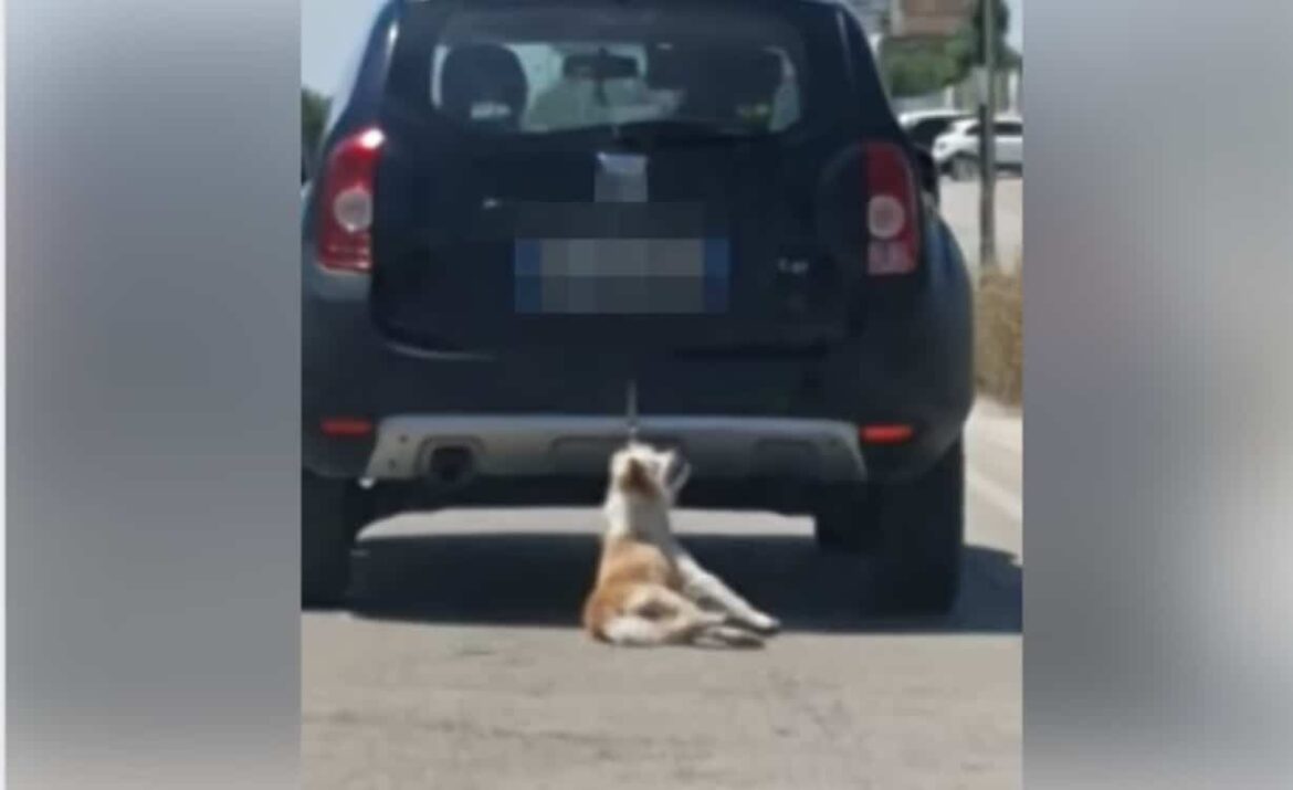 Cane legato alla macchina e trascinato sullʼasfalto: denunciato un medico