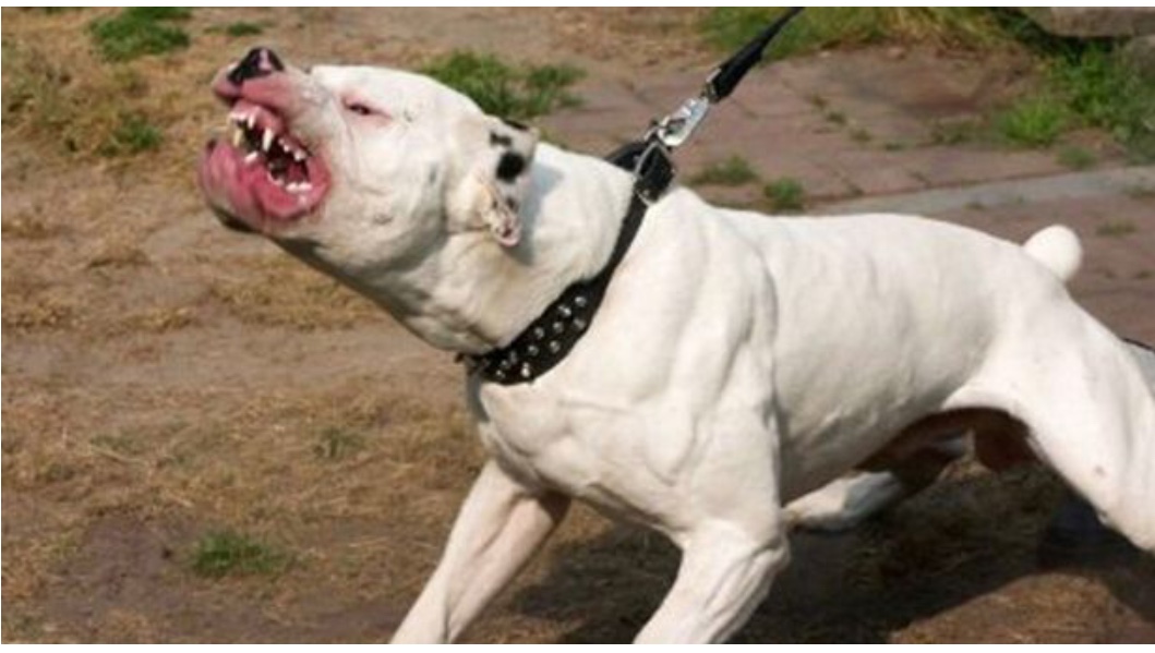 Pitbull attacca un cucciolo e 2 agenti:caccia al proprietario