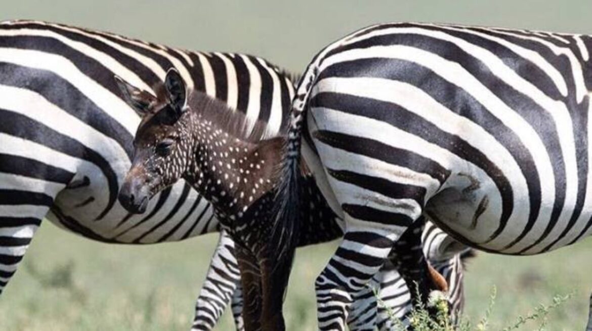 La zebra a pois esiste: le prime foto del rarissimo animale