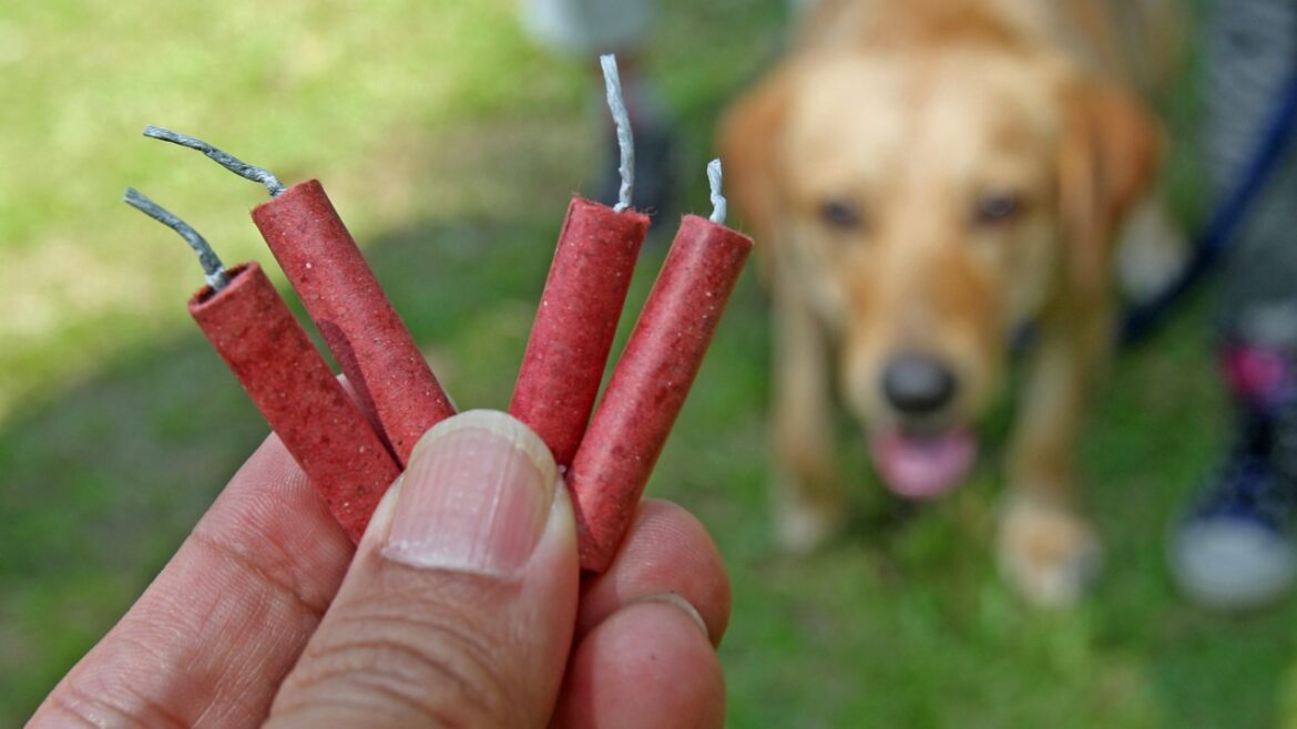 ECCO DEI CONSIGLI  PER PROTEGGERE I CANI DA BOTTI E FUOCHI D’ARTIFICIO