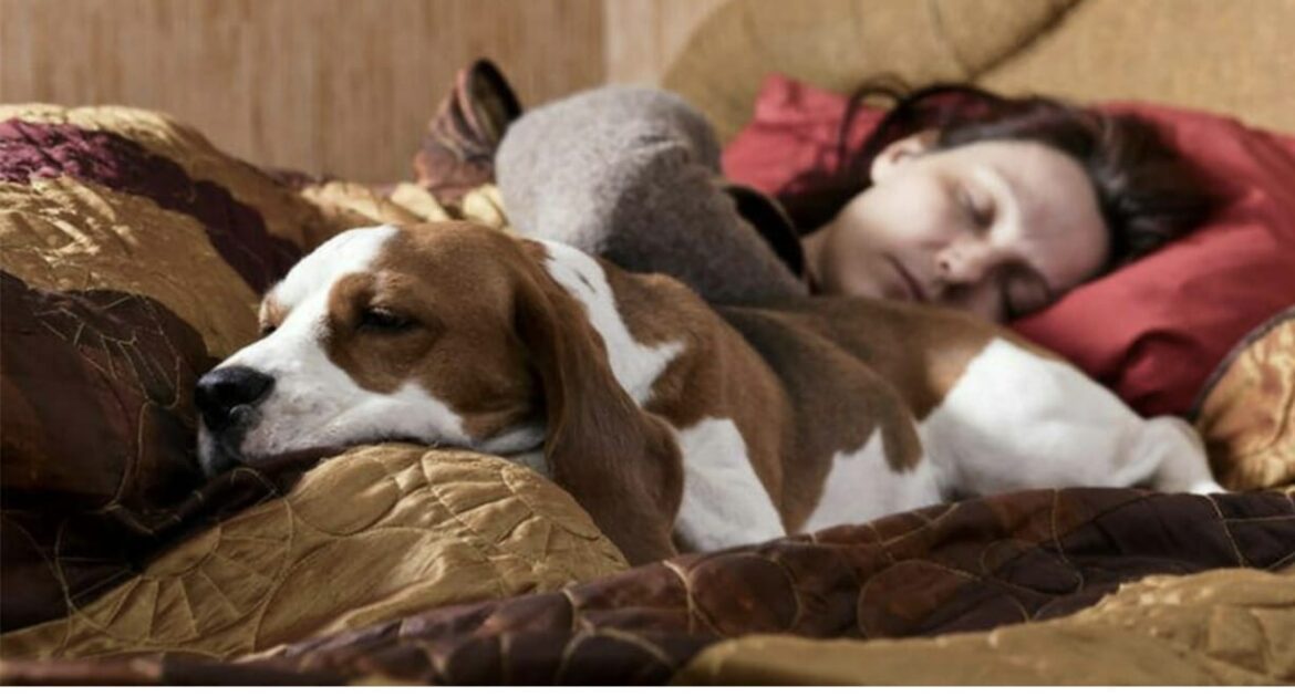 Dormire con il tuo cane è un vero toccasana per l’umore e migliora la qualità del sonno più di un fidanzato:lo dice uno studio