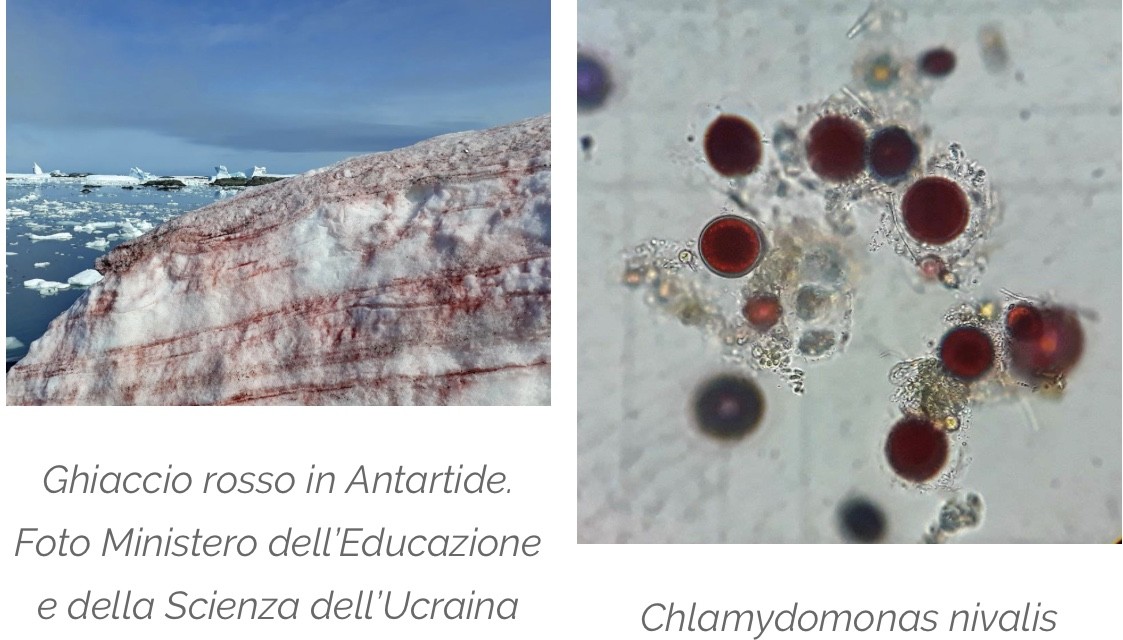 L’Antartide si tinge di rosso: colpa di un’alga