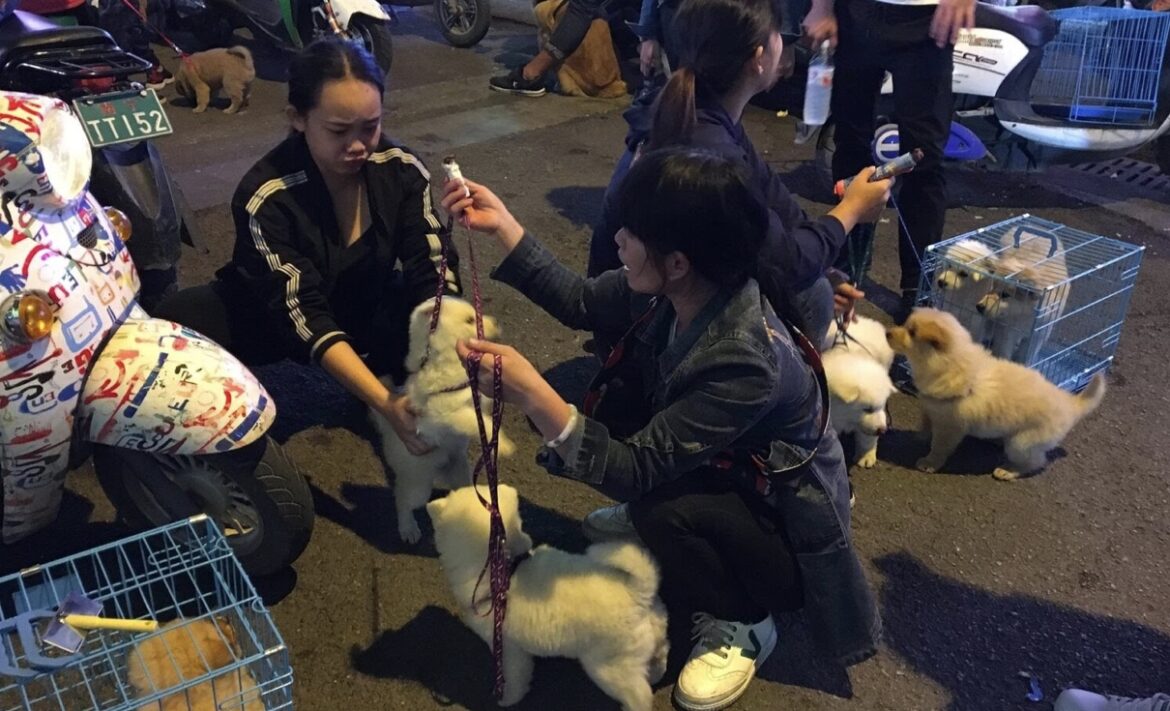 Cina, a Wuhan rischio strage di cani e gatti