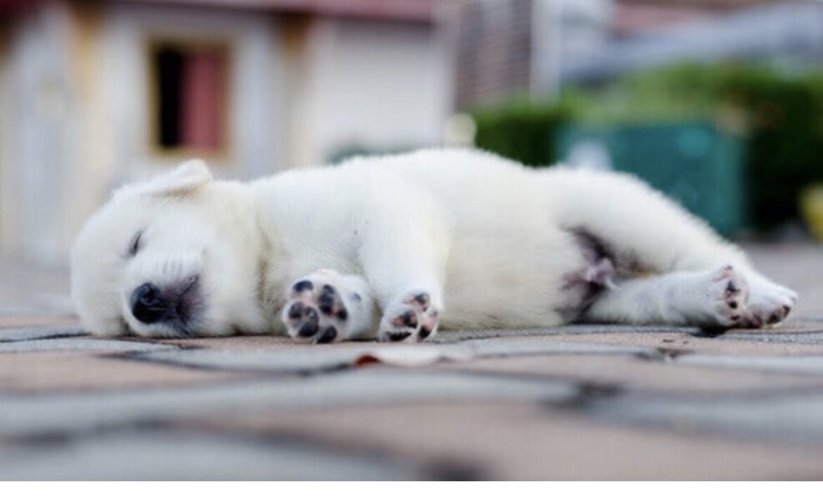 La posizione in cui dorme il tuo cane rivela molto del suo stato d’animo