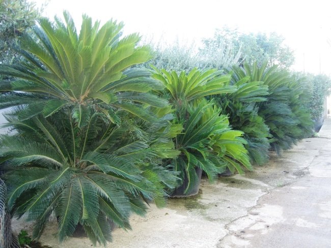  Cycas un killer per i cani.