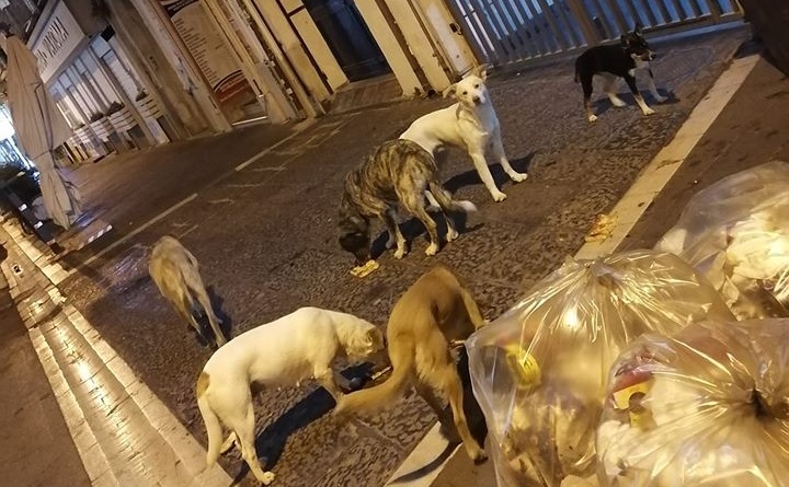 L’odissea dei cani senza padrone
