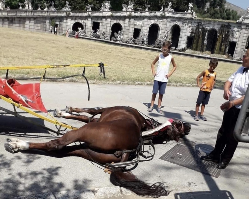 Reggia di Caserta: cavallo delle carrozze per il trasporto turisti stramazza a terra