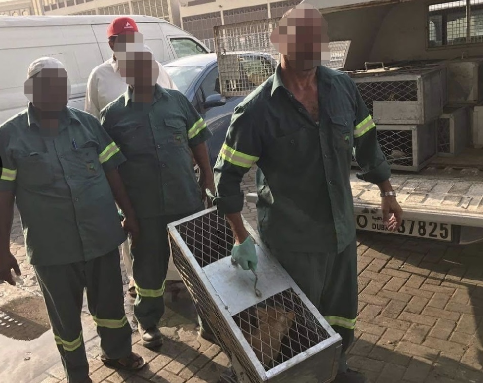 DUBAI, CANI E GATTI RANDAGI LASCIATI SENZA CIBO NÉ ACQUA. AL VIA LA PETIZIONE MONDIALE DI OIPA INTERNATIONAL