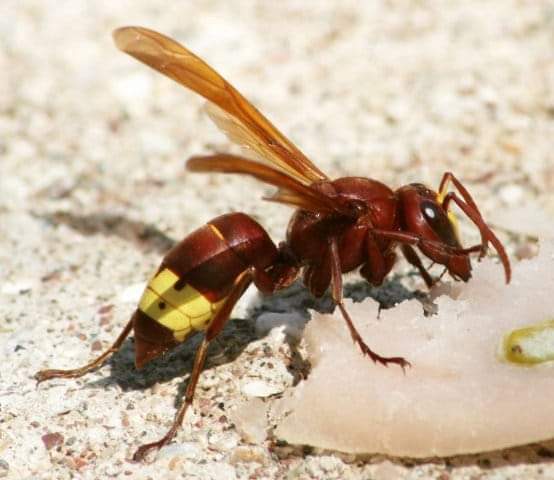 Insetti invadono la città