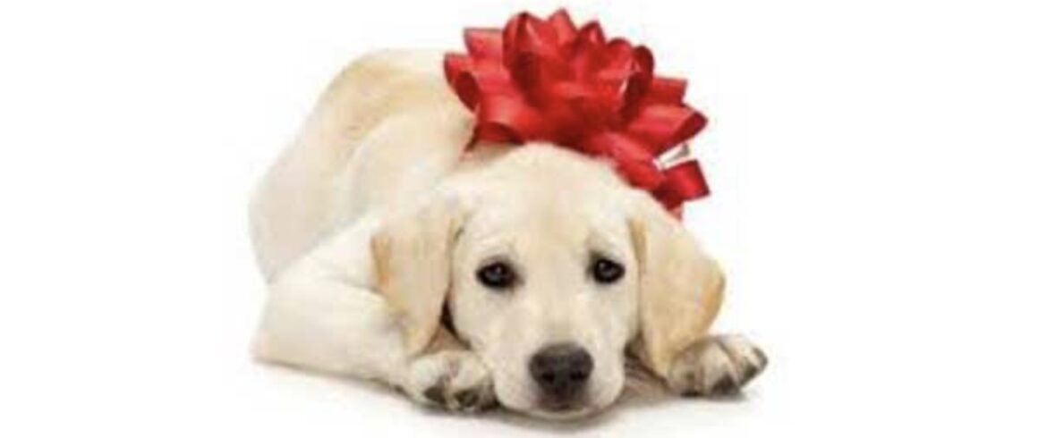 ANIMALI. REGALATI A NATALE, ABBANDONATI A FERRAGOSTO APPELLO DELL’OIPA: «NON COMPRATE CUCCIOLI DA METTERE SOTTO L’ALBERO»