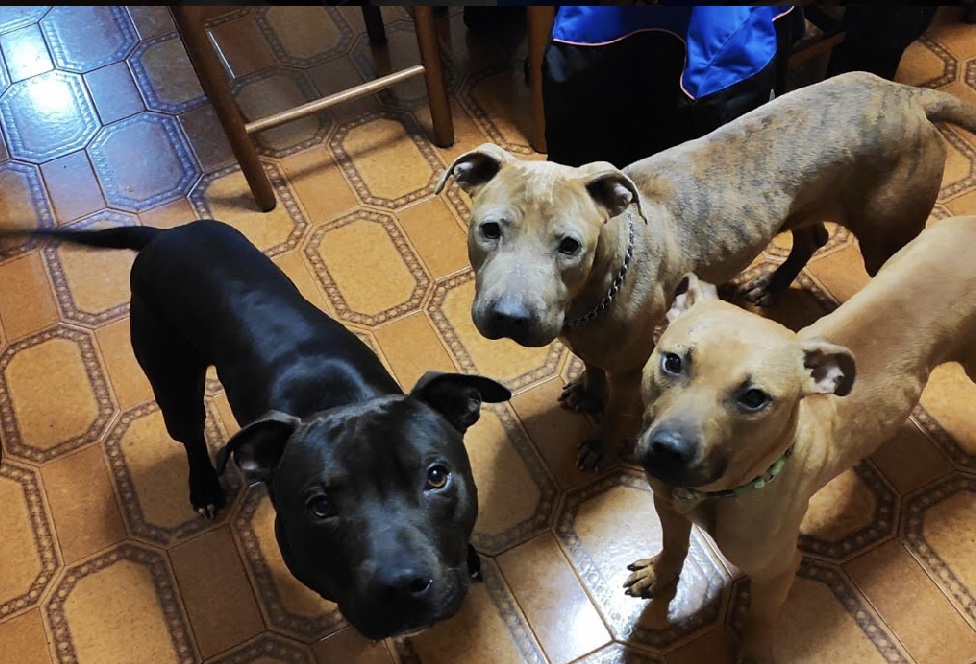 LIETO FINE PER I PITBULL IN FIN DI VITA SALVATI DALL’OIPA. LA STORIA DEL SALVATAGGIO E DELLA LORO NUOVA VITA
