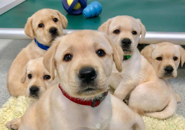 IN ARRIVO BONUS ANIMALI DOMESTICI