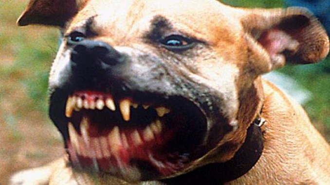 Pitbull solo per strada aggredisce altri cani