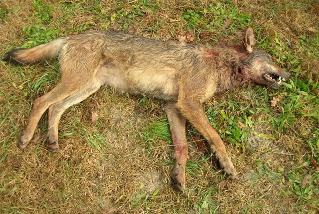 Lupa uccisa con arma da fuoco a Statigliano