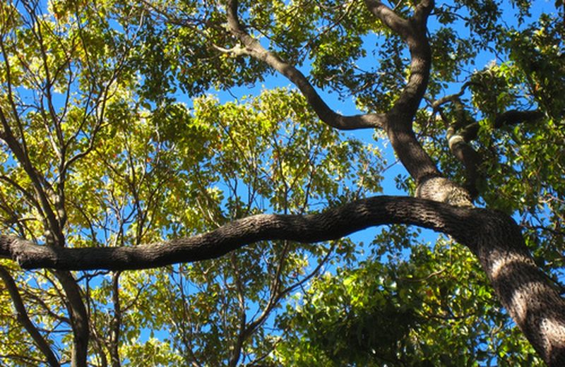 43 alberi del parco reale nell’elenco monumentali della Campania