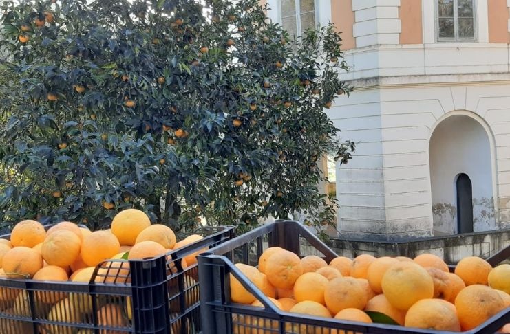 Raccolta nella Reggia di arance per la “Marmellata delle Regine”