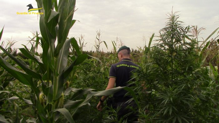 Teverola sequestro di piante di Marijuana