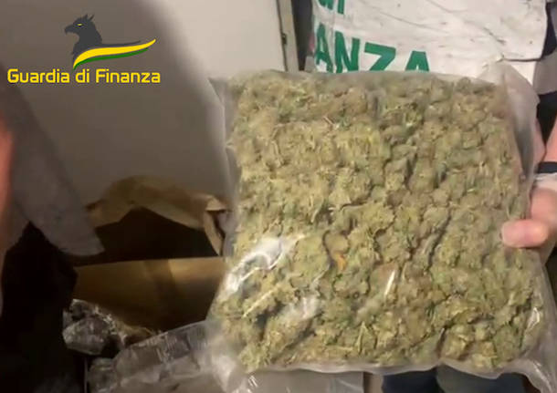 Teverola, maxi sequestro di Marijuana