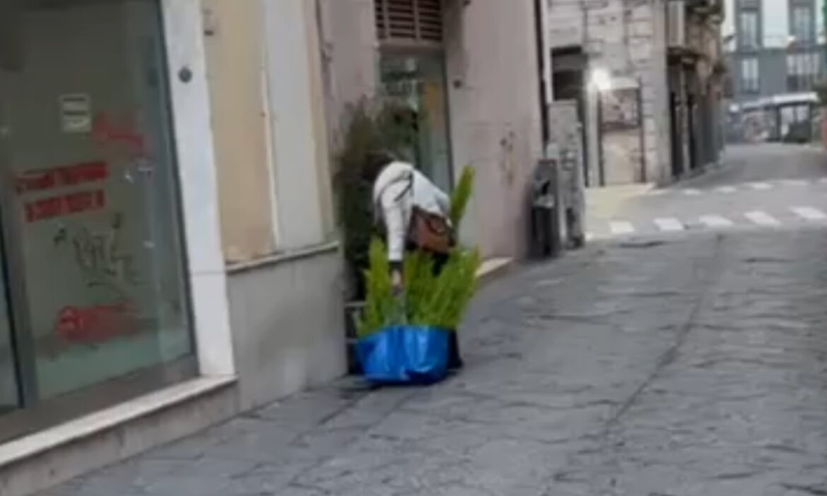 Caserta, ecco anche i ladri di piante: pino nano razziato da una ‘vrenzola’