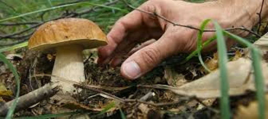 Sequestro di funghi a Roccamonfina
