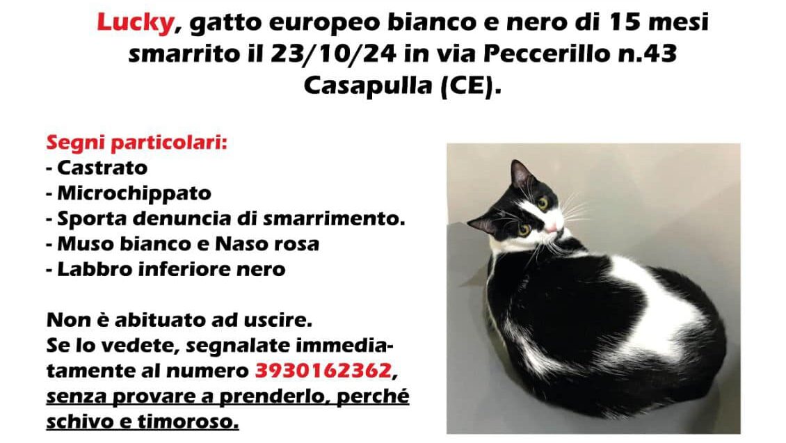 Smarrito gatto a Casapulla
