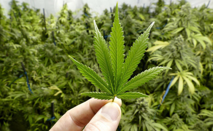 Padre e figlio arrestati a Caiazzo: in casa una serra di marijuana e un’arma clandestina