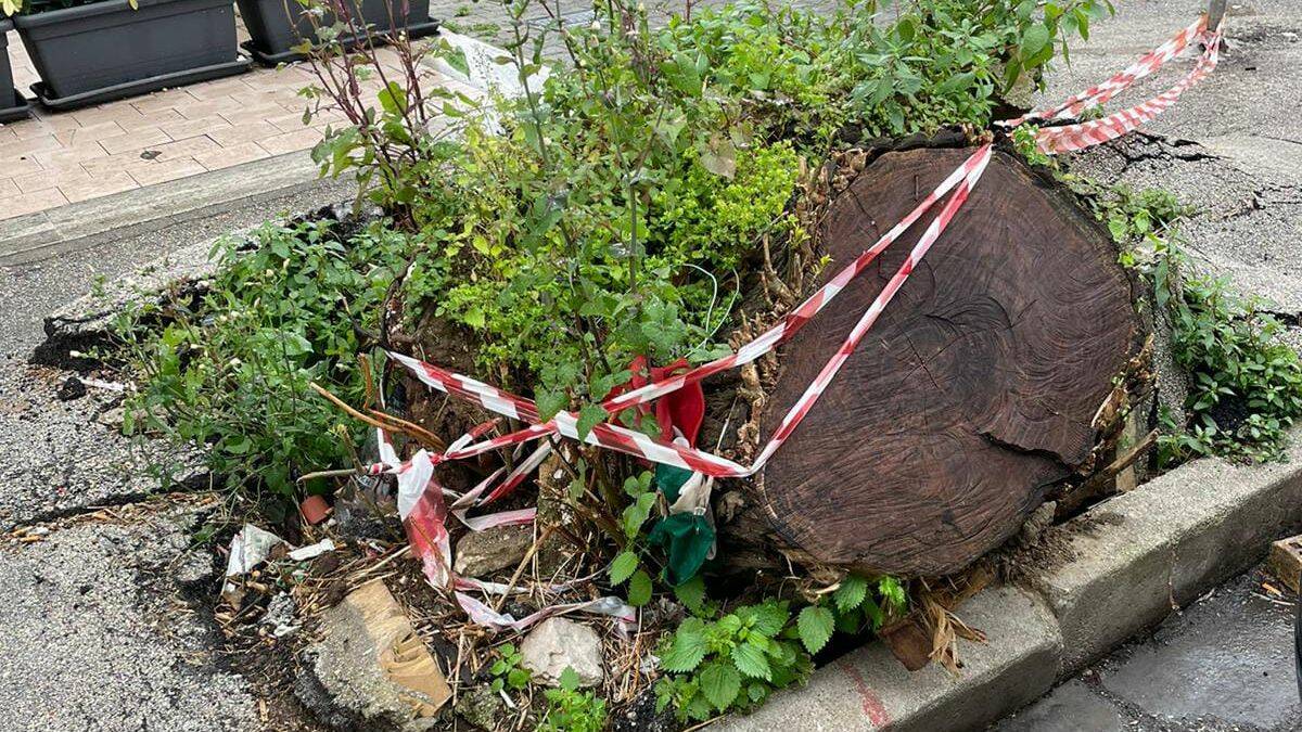 ALBERI TAGLIATI, OMBRA SCOMPARSA E PROMESSE EVAPORATE: IL CASO VIA FERRARECCE TORNA A GALLA